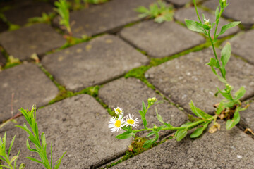 Daisy flowers on pavement. Small chamomile on the road. Nature in details. Power of nature. White flowers breaking stone pavement. Survive nature in the city. Blooming flowers.