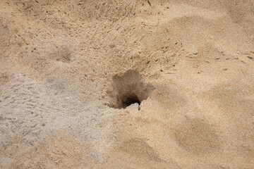 A crabhole found in the sand.