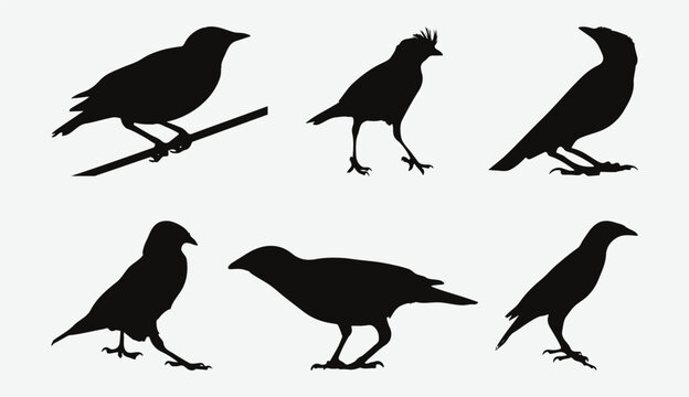 Captivating Avian Beauty, A Comprehensive Collection of Myna Silhouette Set for Your Creative Projects