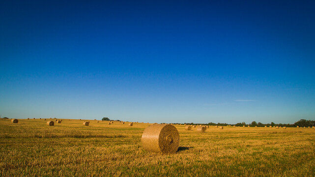 big round bales of straw rolled up in a field on a beautiful sunny summer day.