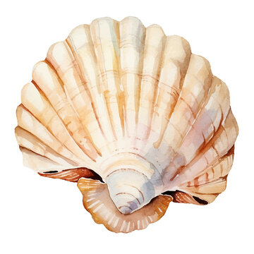 beautiful shell watercolor illustration, generative AI