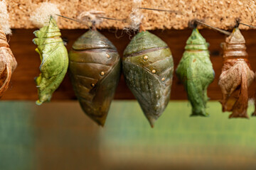 Life Cycle of Butterfly, butterfly chrysalis hanging in the incubator