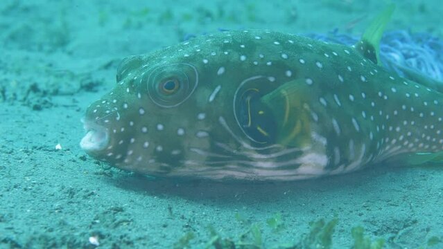 Spotted wrasse on sandy bottom waiting for prey in ocean