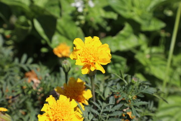 Marigold flowers blooming in the garden, closeup of photo