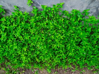 Beautiful Green Leaves nature background.
