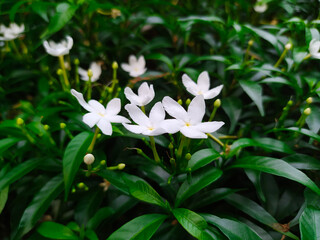 Fototapeta premium White flower blooming on green leaves nature background. Beautiful jasmine. Jasminum grandiflorum (science name).