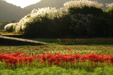 田んぼのあぜ道に咲く夕陽に輝く彼岸花とススキです。