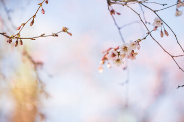 Cherry blossom (sakura) in the park, selective focus