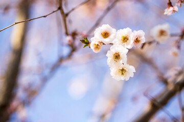Cherry blossom (sakura) in the park, selective focus