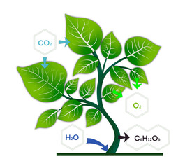 photosynthesis, plant has emerged from nutrient-rich soil and surrounded by a variety of chemical elements that are essential for photosynthesis, including carbon dioxide, water, oxygen, and glucose
