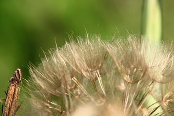 fleurs de salsifis en été