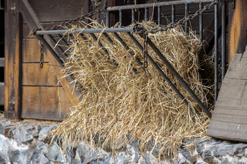 A hay manger full of hay on a wall of cowshed
