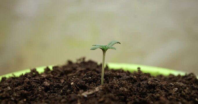 Medical cannabis plant with leaves grows in laboratory. Research of young sprout development. Experiment with professional equipment time lapse
