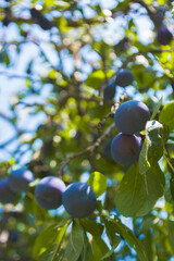 plums on tree