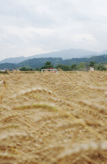 収穫される小麦
