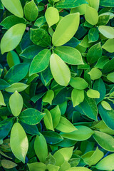 Nature of green leaves blur lush  foliage in garden at summer. Natural green leaf plants closeup as spring background. Panoramic environment ecology or greenery wallpaper