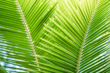 Beautiful bright palm leaf closeup for texture or background. Amazing nature macro. Tropical palm leaves, floral pattern. Fresh green natural pattern. Relaxing peaceful tropical lush foliage wallpaper