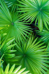 Beautiful bright palm leaf closeup for texture or background. Amazing nature macro. Tropical palm leaves, floral pattern. Fresh green natural pattern. Relaxing peaceful tropical lush foliage wallpaper