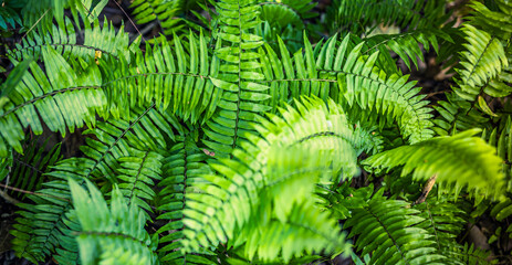 Naklejka na ściany i meble Beautiful abstract nature background. Tranquil relaxation fresh green ferns in summer forest. Top view natural panoramic closeup. Sunshine flora as outdoors environment lush foliage. Spring botany