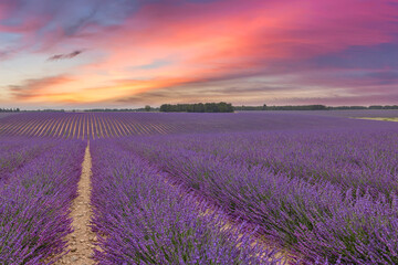 Fototapeta premium Fantastic panoramic field of purple lavender flowers, amazing summer landscape of blooming floral meadow, peaceful sunset view, agriculture scenic. Beautiful nature background, inspirational scene. 