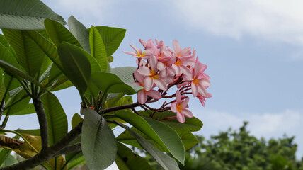 Pink frangipani flower or pink plumeria flower with sky background.