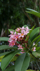 Portrait of pink frangipani flower or pink plumeria flower with nature background.