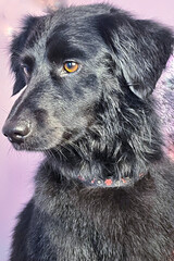 a large black dog sits close and looks away on a purple background. portrait of a pet with brown eyes. dog look. grooming