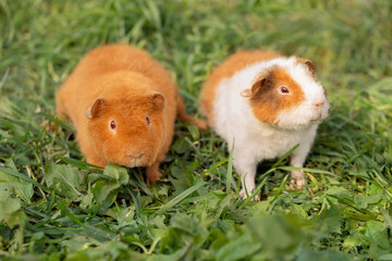 Two guinea pigs standing on grass, front view