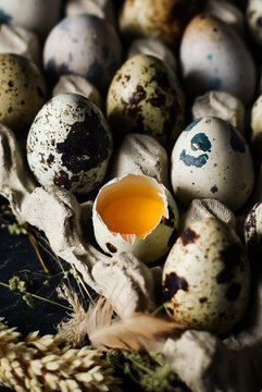 close up of raw quail eggs in egg trays cardboard on dark and texture background. one egg are broken. fresh raw quail eggs in package for sale.
