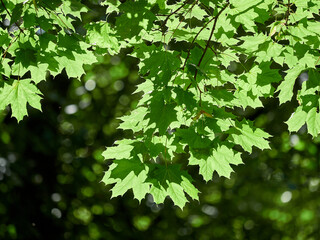 Tree Branches With Green Leaves Shining With Sunlight