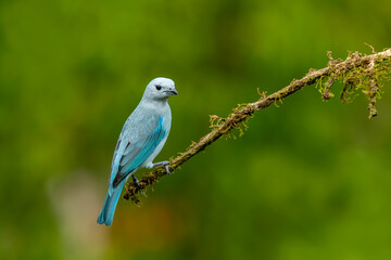The blue-gray tanager is a medium-sized South American songbird of the tanager family Thraupidae.