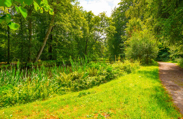 Fototapeta na wymiar Reed and trees along a lake in a forest in sunlight in summer, Gooi- en Vechtstreek, ‘s-Graveland, Netherlands, August, 2023