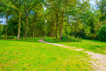 Reed and trees along a lake in a forest in sunlight in summer, Gooi- en Vechtstreek, ‘s-Graveland, Netherlands, August, 2023