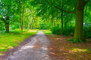 Fototapeta premium Reed and trees along a lake in a forest in sunlight in summer, Gooi- en Vechtstreek, ‘s-Graveland, Netherlands, August, 2023