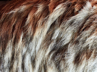 Multi-colored fur of a cat close-up. wool texture.