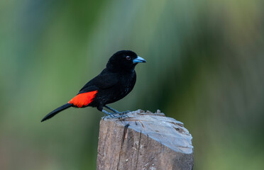 The red-rumped tanager is a medium-sized songbird. This tanager is a resident breeder in the Caribbean plains from southern Mexico to western Panama.