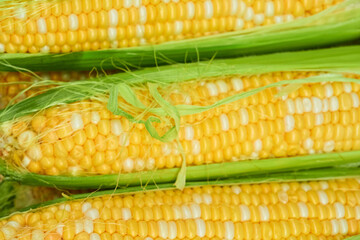 Ear of ripe corn on a wooden surface close up