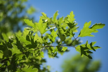 Fototapeta na wymiar a vibrant green tree against a clear blue sky
