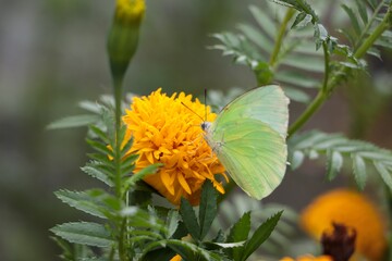 butterfly on flower, Yellow butterfly clinging to a yellow flower. As it blooms and there is a small flower near the green leaf. In nature.