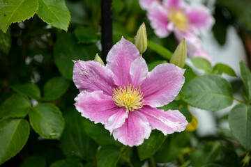 Pink Clematis Flower during summer bloom