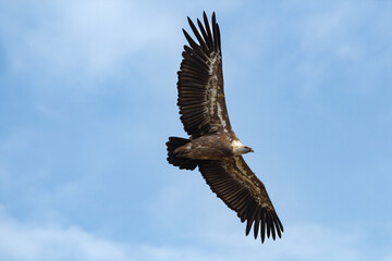 Gyps fulvus volando con nubes de fondo en el Parc Natural dels Voltors, Alcoi, España