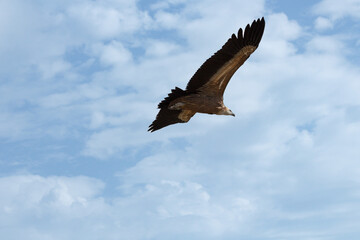 Parte trasera de Gyps fulvus volando con nubes de fondo en el Parc Natural dels Voltors, Alcoi, España