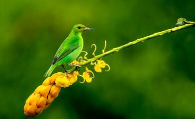 Green honey vine- The green wasp is a small bird from the tanager family.