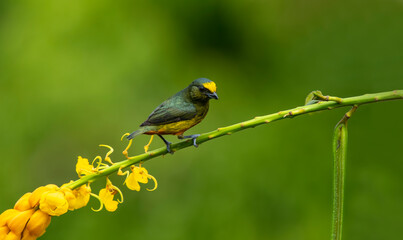 The olive-backed euphonium is a small songbird in the finch family. It is an established grower in the Caribbean plains and foothills from southern Mexico to western Panama.