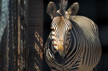 zebra in the zoo © Jawaher