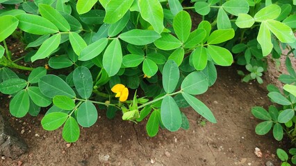In the morning, the dark green peanut is full of vitality, is attractive.