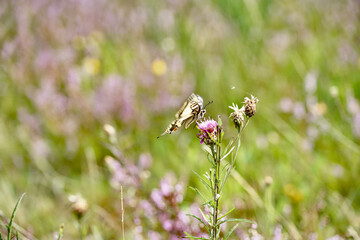 Schmetterling auf einer Wiese mit Blumen, Schwalbenschwanz
