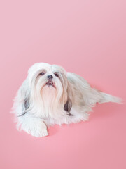 Furry white shih tzu dog on red background