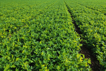 defocused background yellow flowers on peanut plant with green bean tree