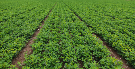 Peanut leaf damage by disease and pest, crop planting at the field.